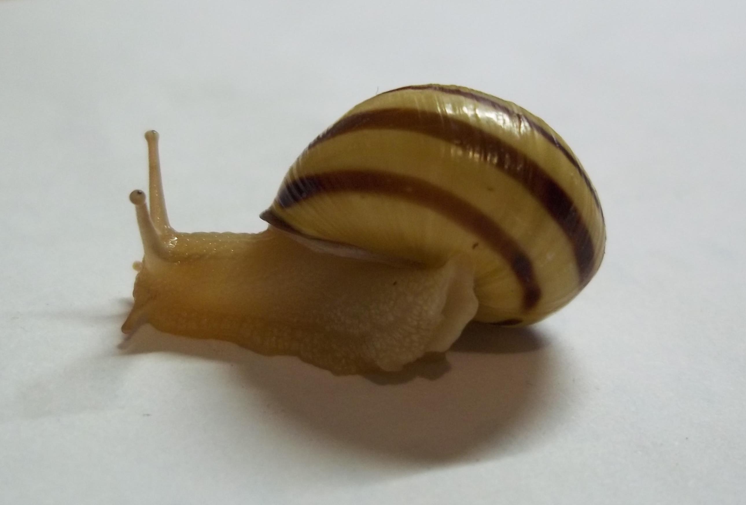 Cepaea nemoralis dal campo dei fiori